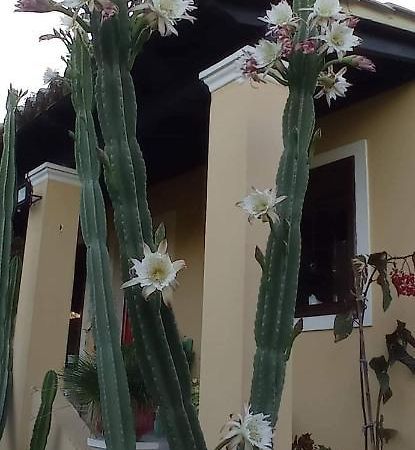 Roula'S House Villa Nymfai Exterior photo